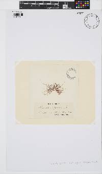 Catenella caespitosa image