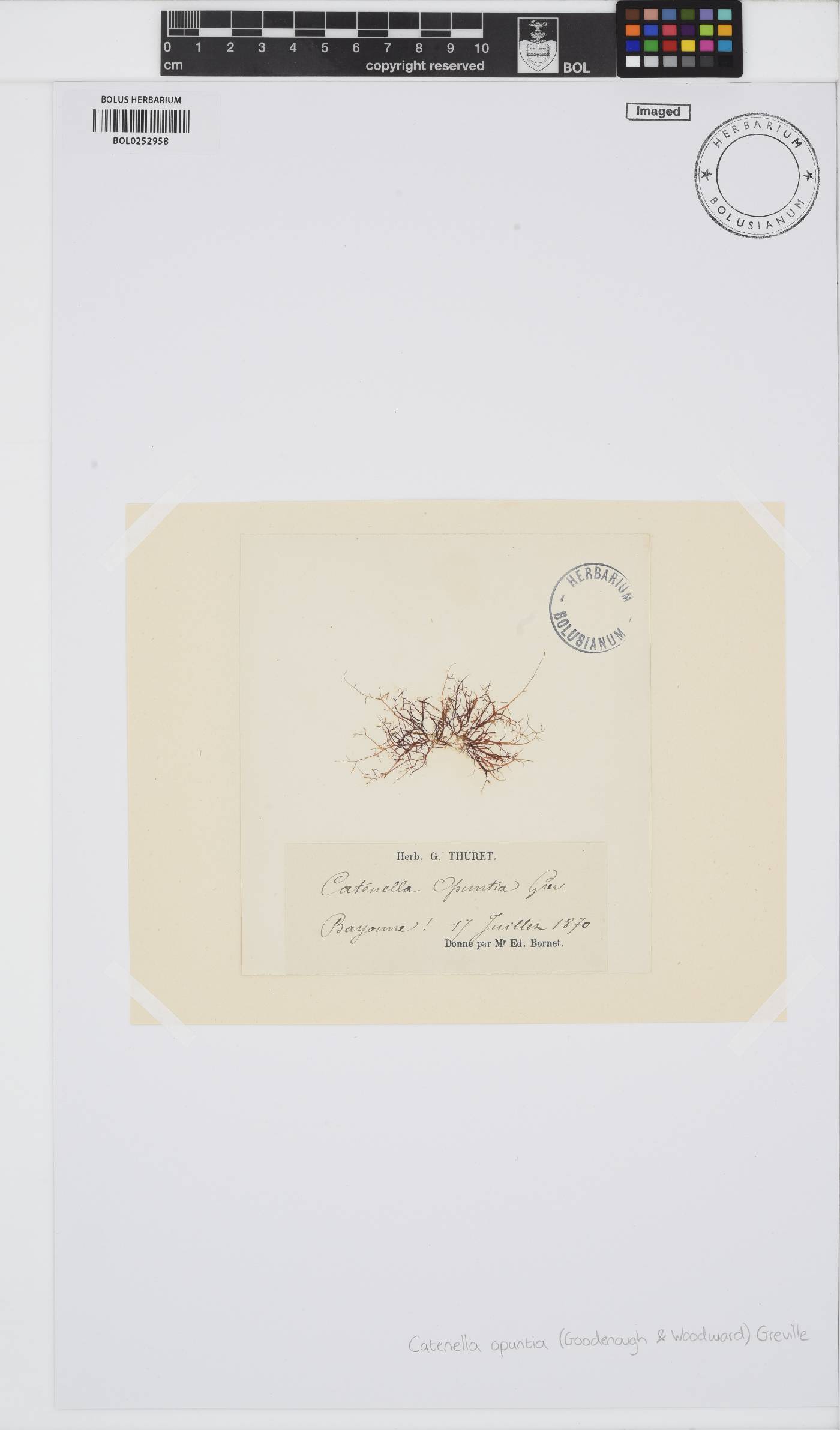 Catenella caespitosa image