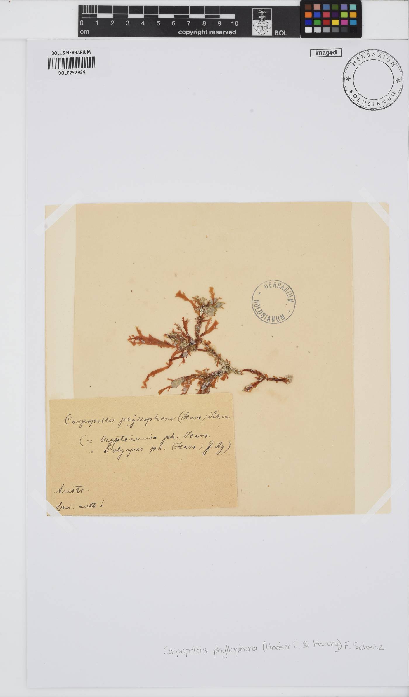 Carpopeltis phyllophora image