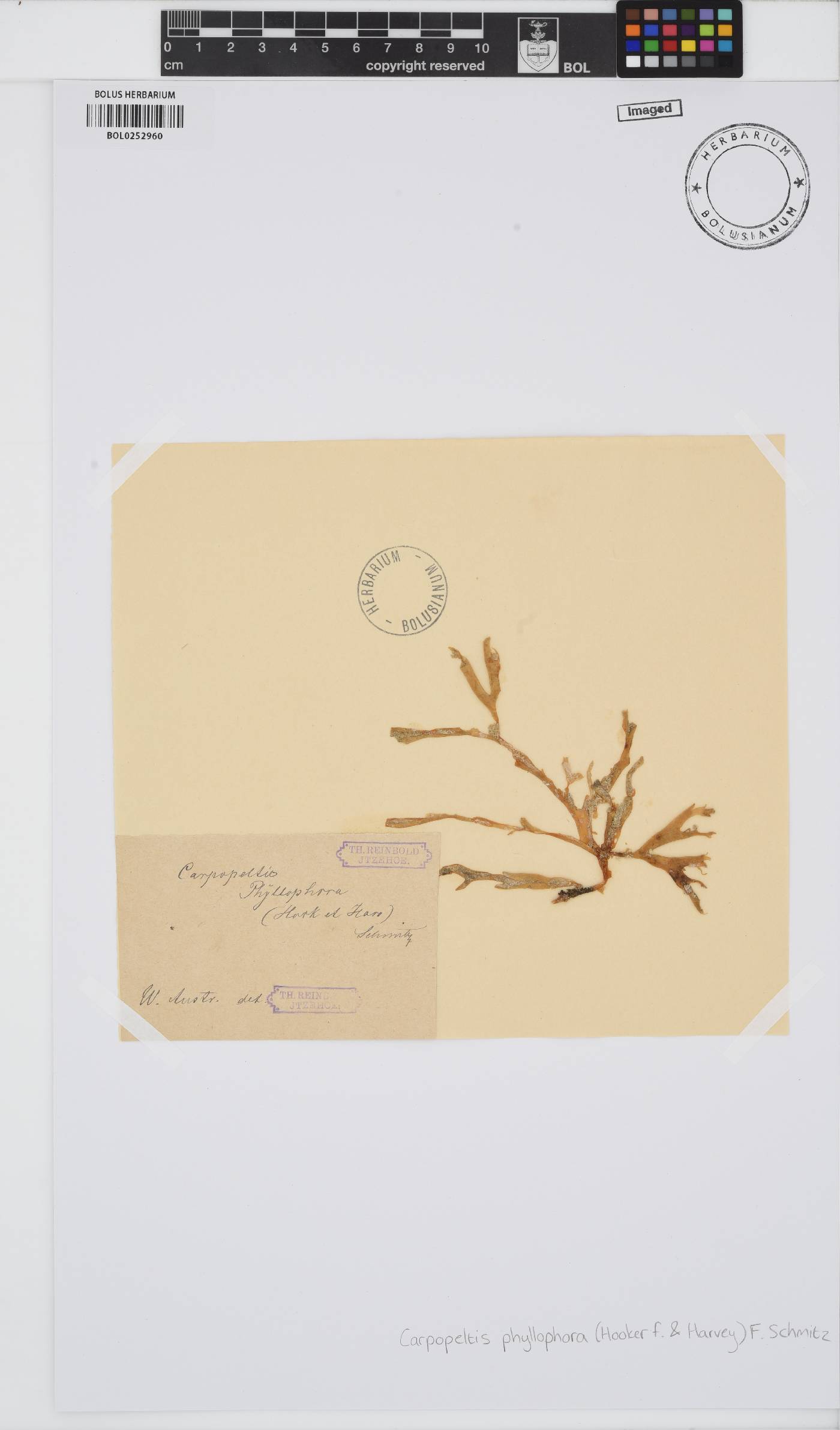 Carpopeltis image