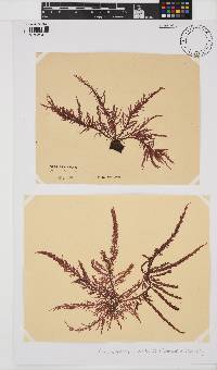 Carpoblepharis flaccida image