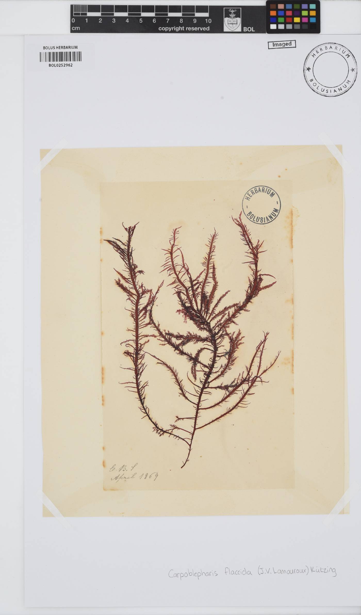 Carpoblepharis flaccida image