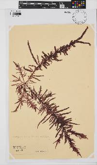 Carpoblepharis flaccida image