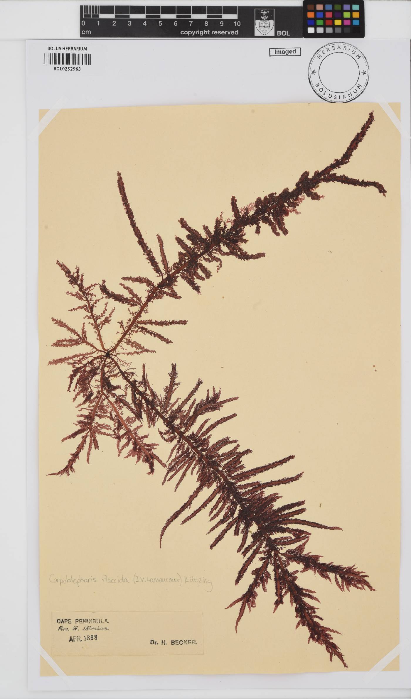 Carpoblepharis flaccida image