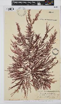 Carpoblepharis flaccida image