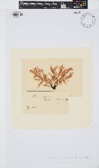 Carpoblepharis flaccida image