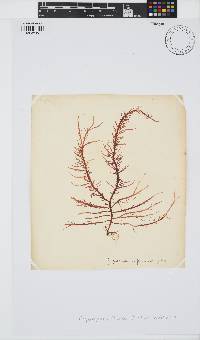 Carpoblepharis flaccida image