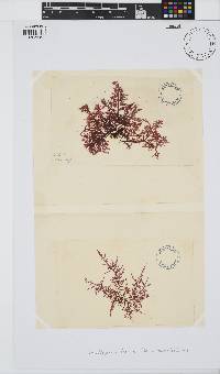 Carpoblepharis flaccida image