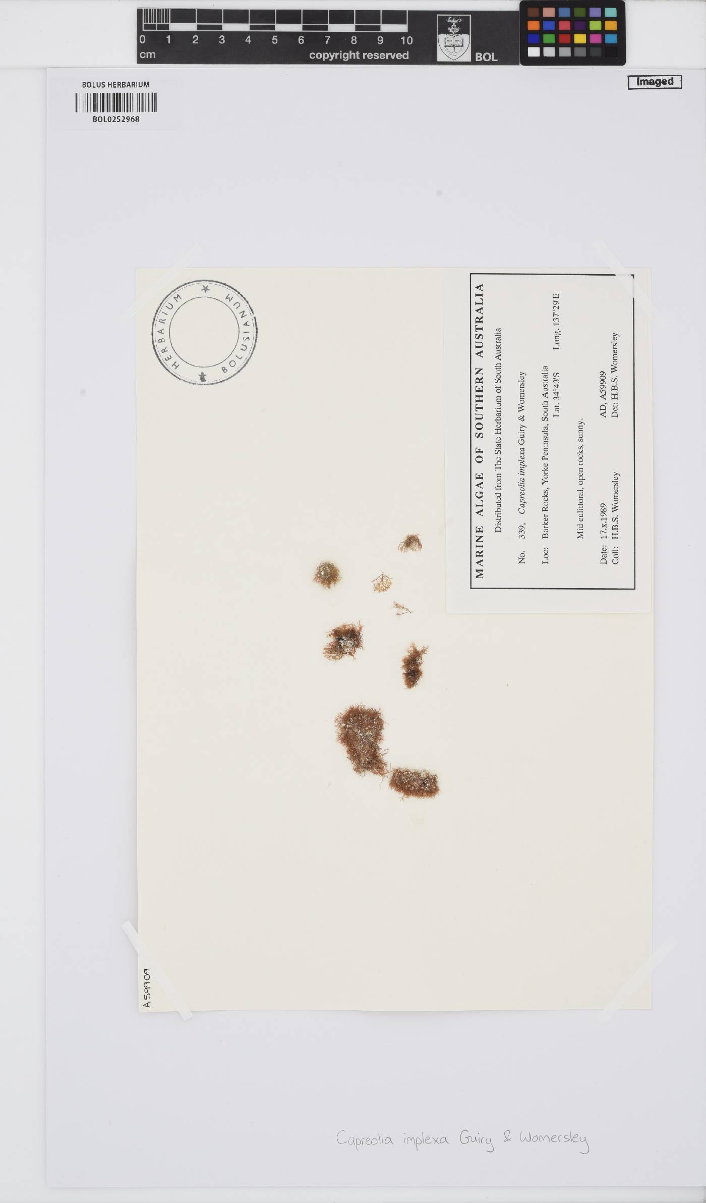 Capreolia implexa image