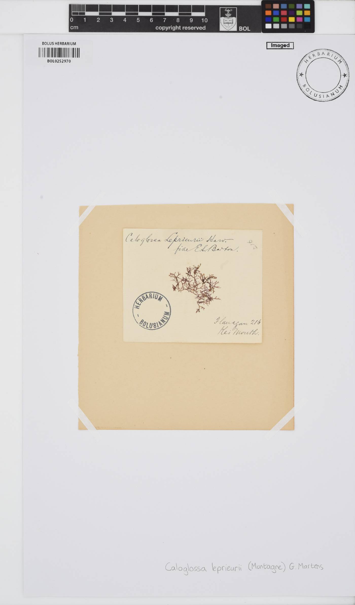 Caloglossa leprieurii image