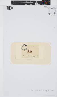 Caloglossa leprieurii image