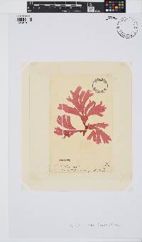 Metacallophyllis laciniata image