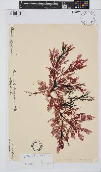 Blastophyllis hombroniana image