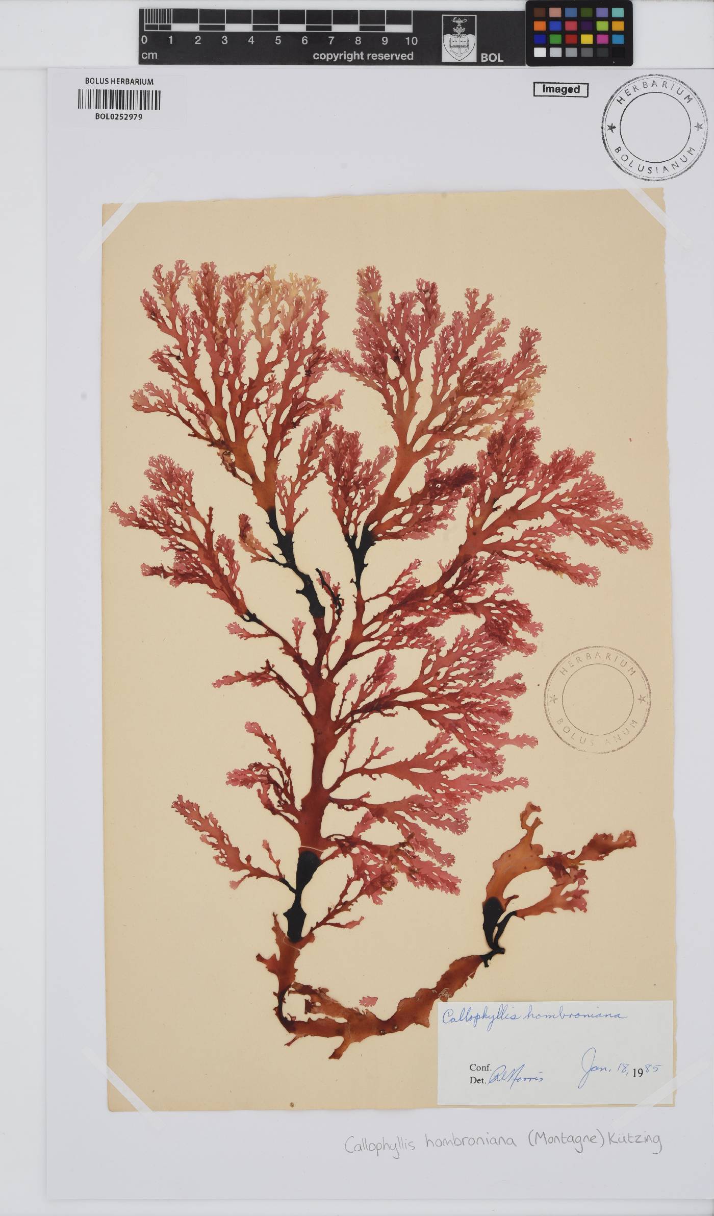 Blastophyllis hombroniana image