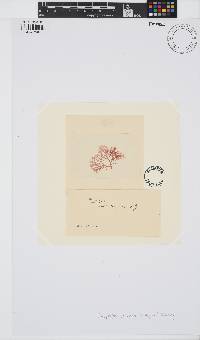 Euthora cristata image