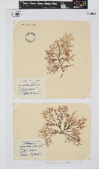 Image of Callophycus laxus