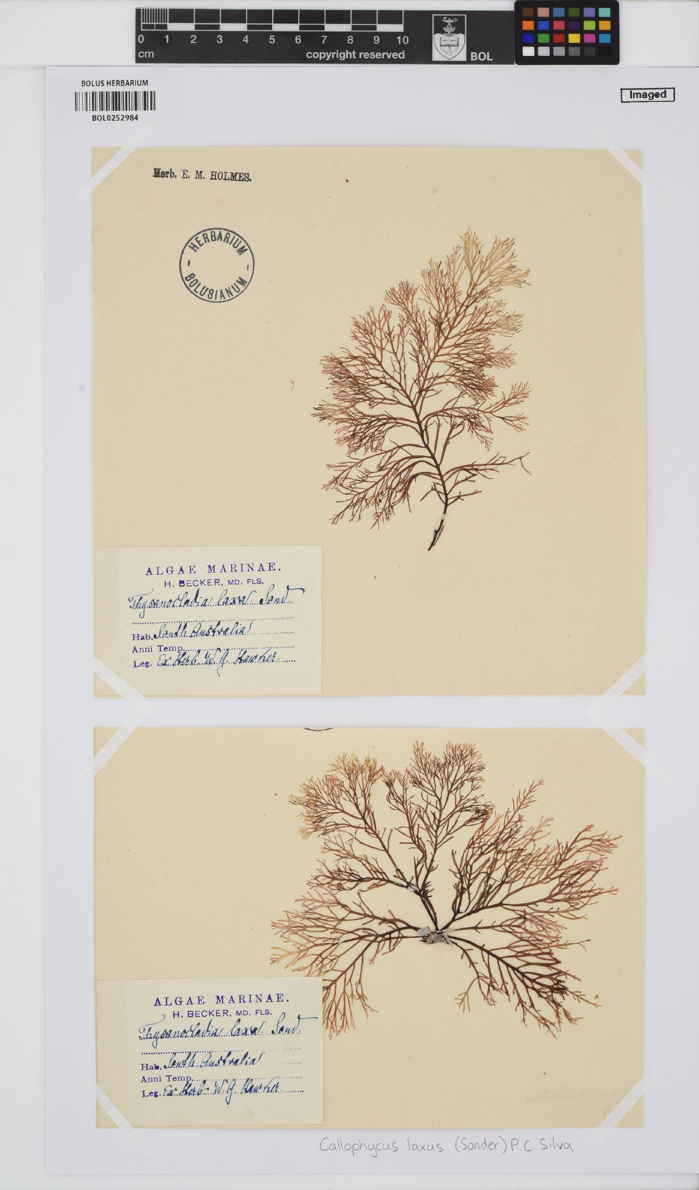 Callophycus laxus image