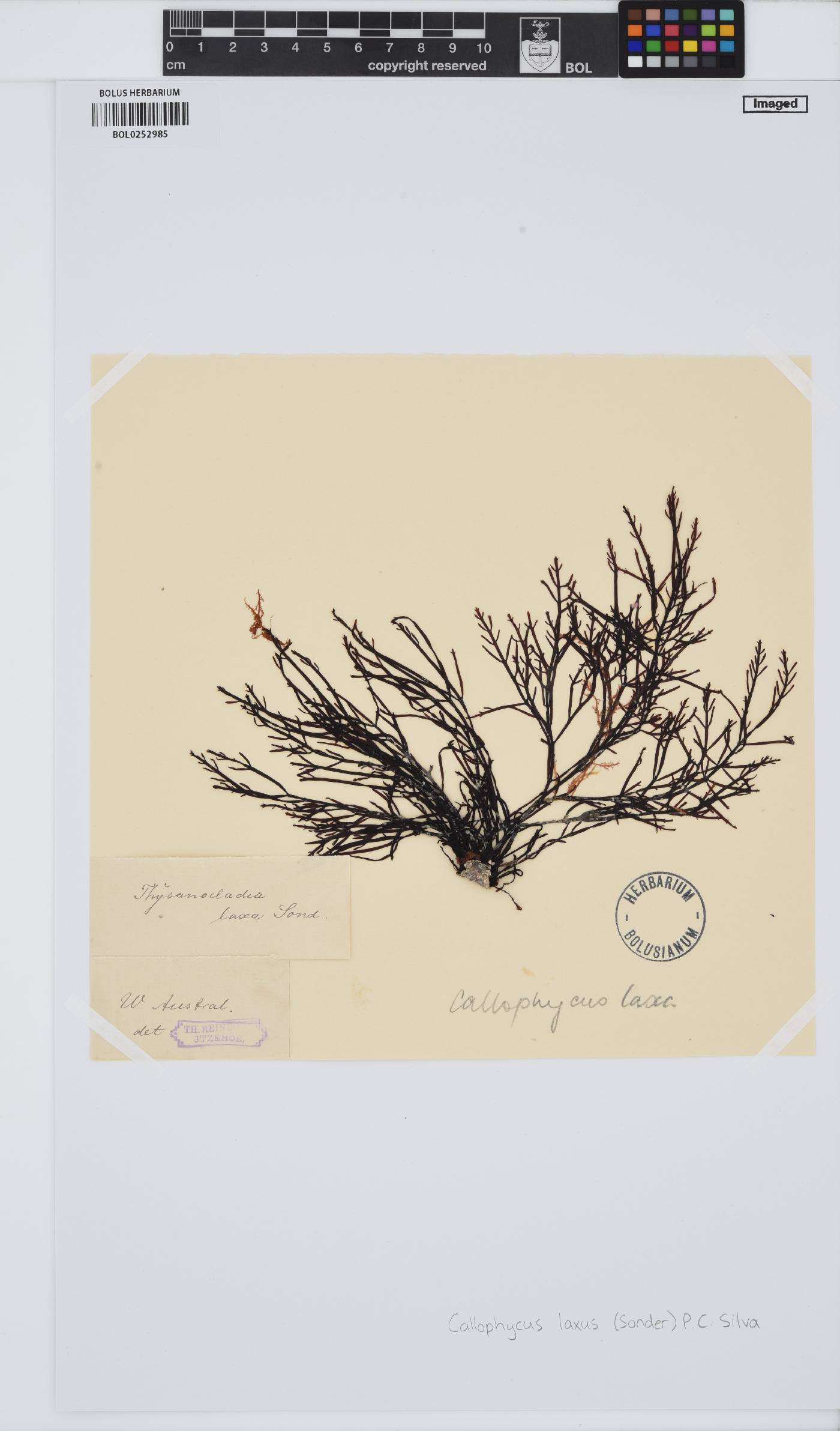 Placentophoraceae image