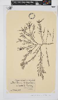 Callophycus laxus image