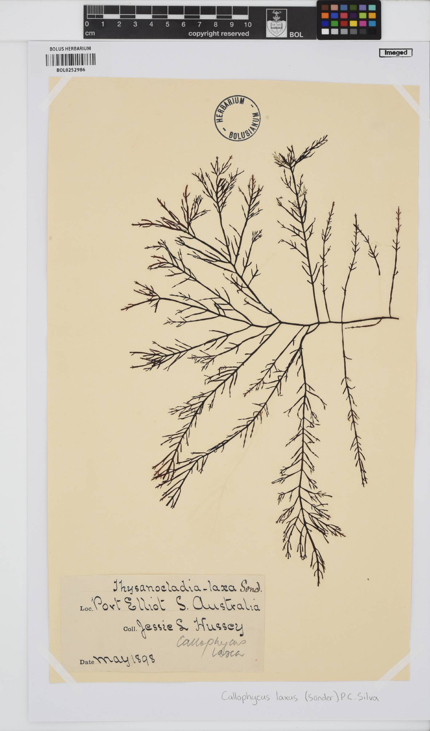 Callophycus laxus image