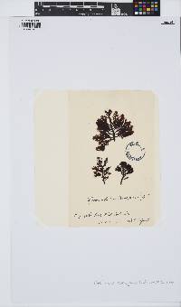 Callophycus harveyanus image