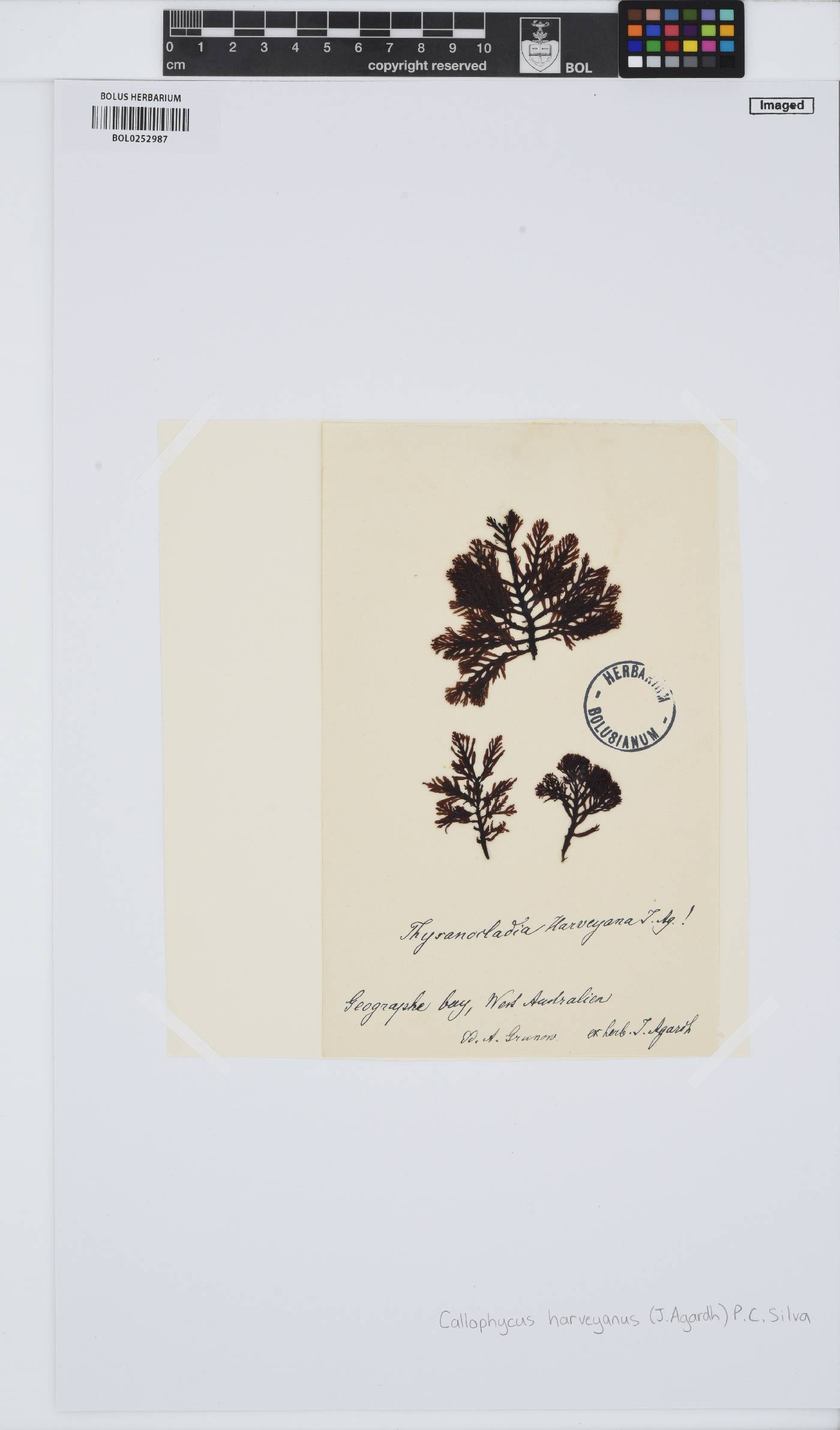 Callophycus harveyanus image
