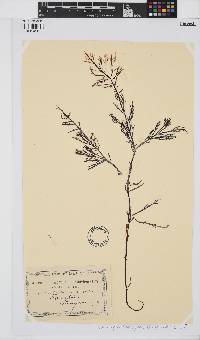 Callophycus harveyanus image