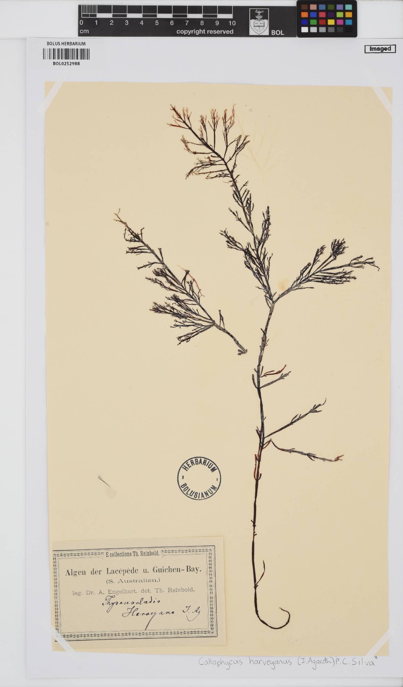 Callophycus harveyanus image