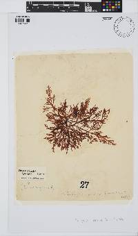 Callophycus densus image