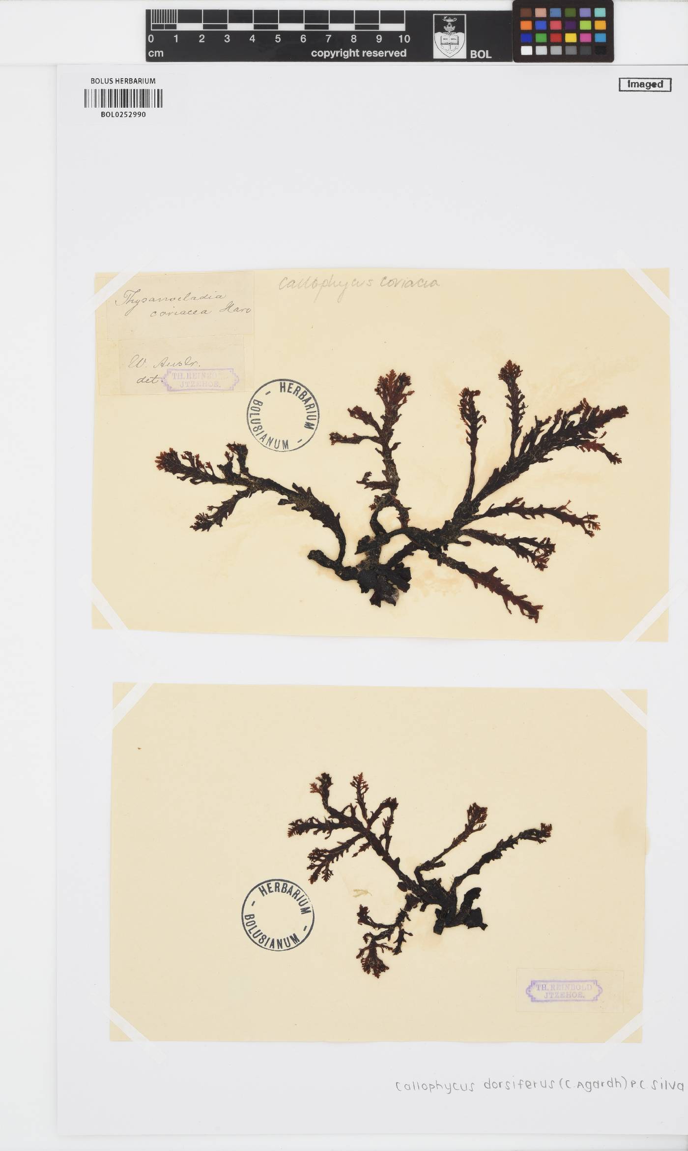 Callophycus dorsiferus image