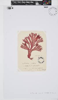 Image of Callocolax neglectus