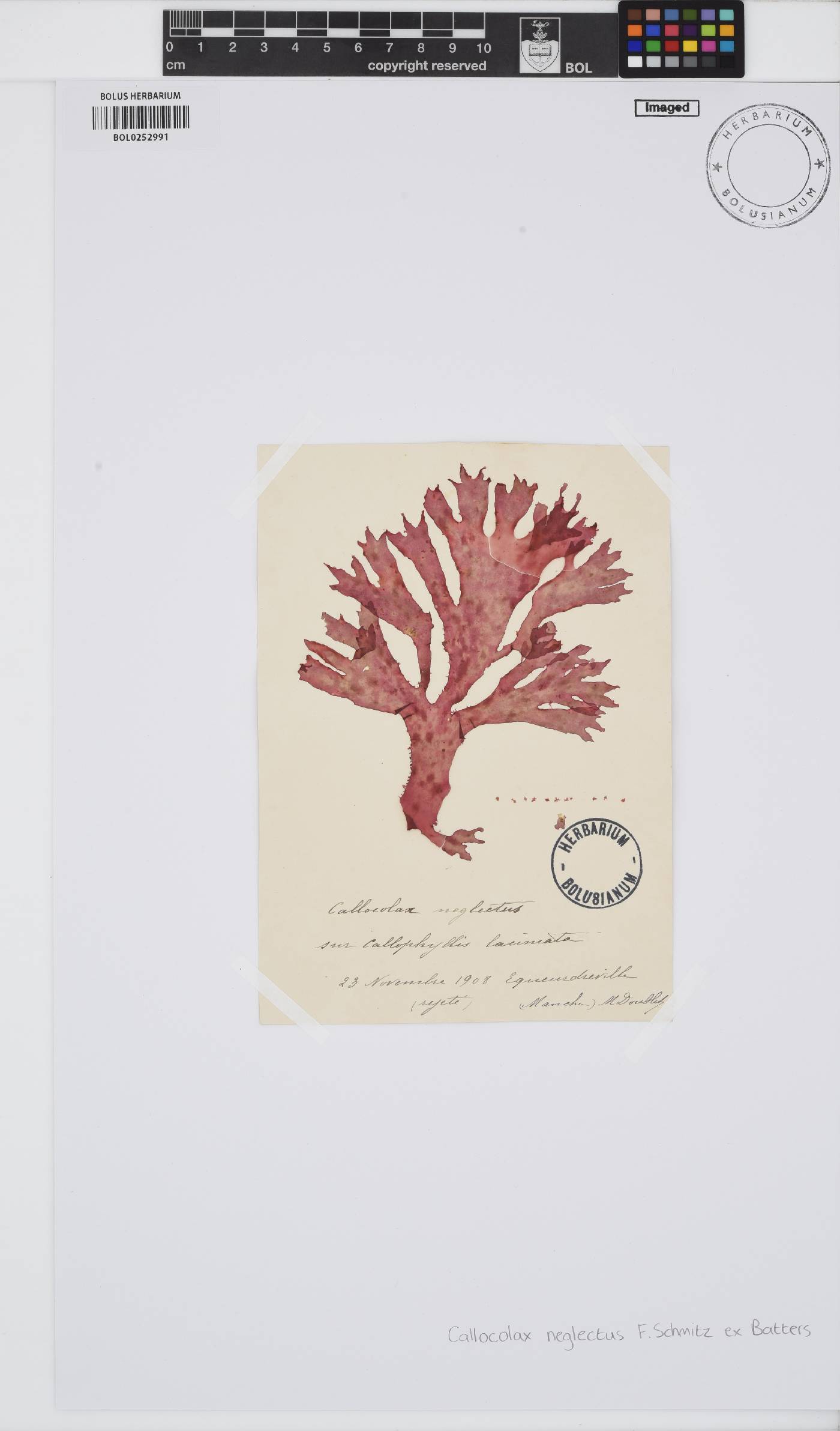 Callocolax neglectus image
