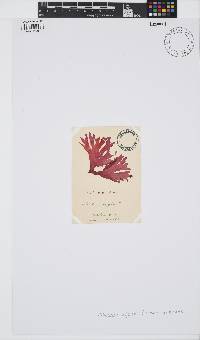 Callocolax neglectus image