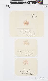 Callithamnion corymbosum image
