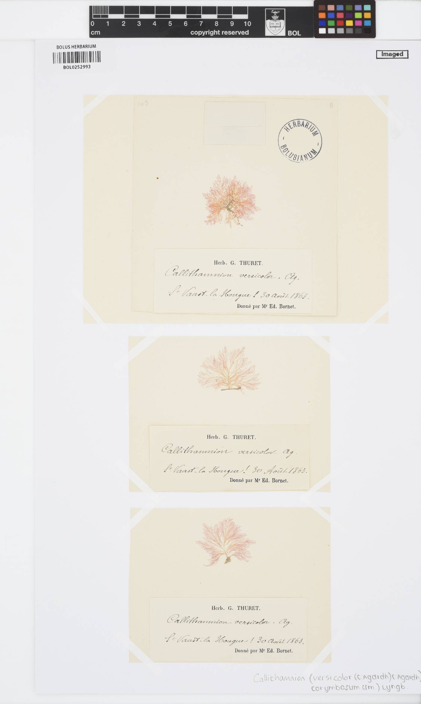 Callithamnion corymbosum image