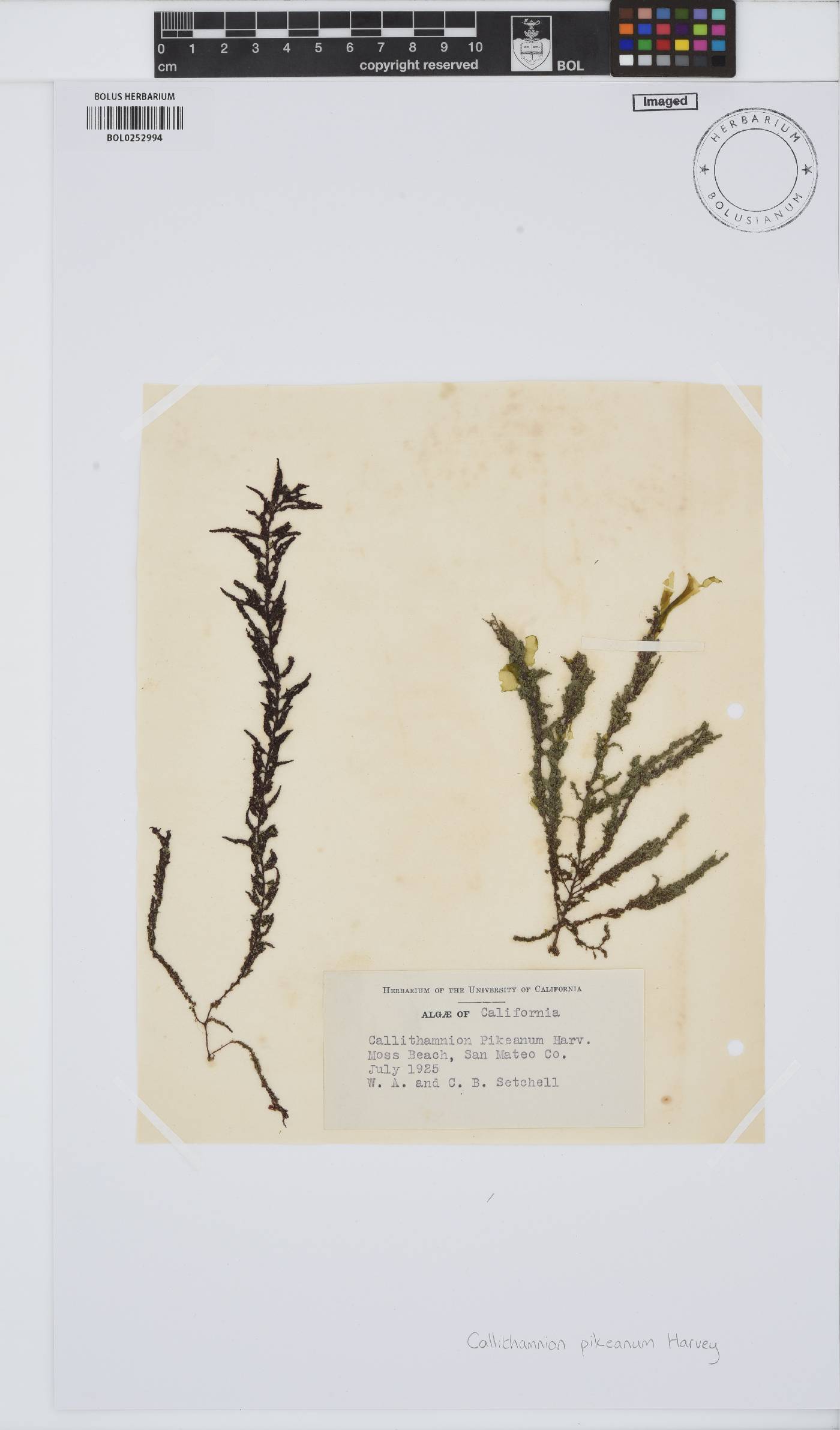 Callithamnion pikeanum image