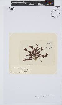 Callithamnion pikeanum image