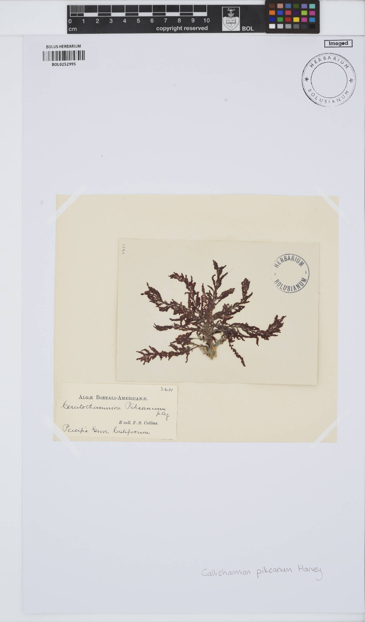 Callithamnion pikeanum image