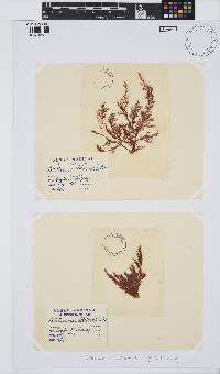 Callithamnion tetricum image