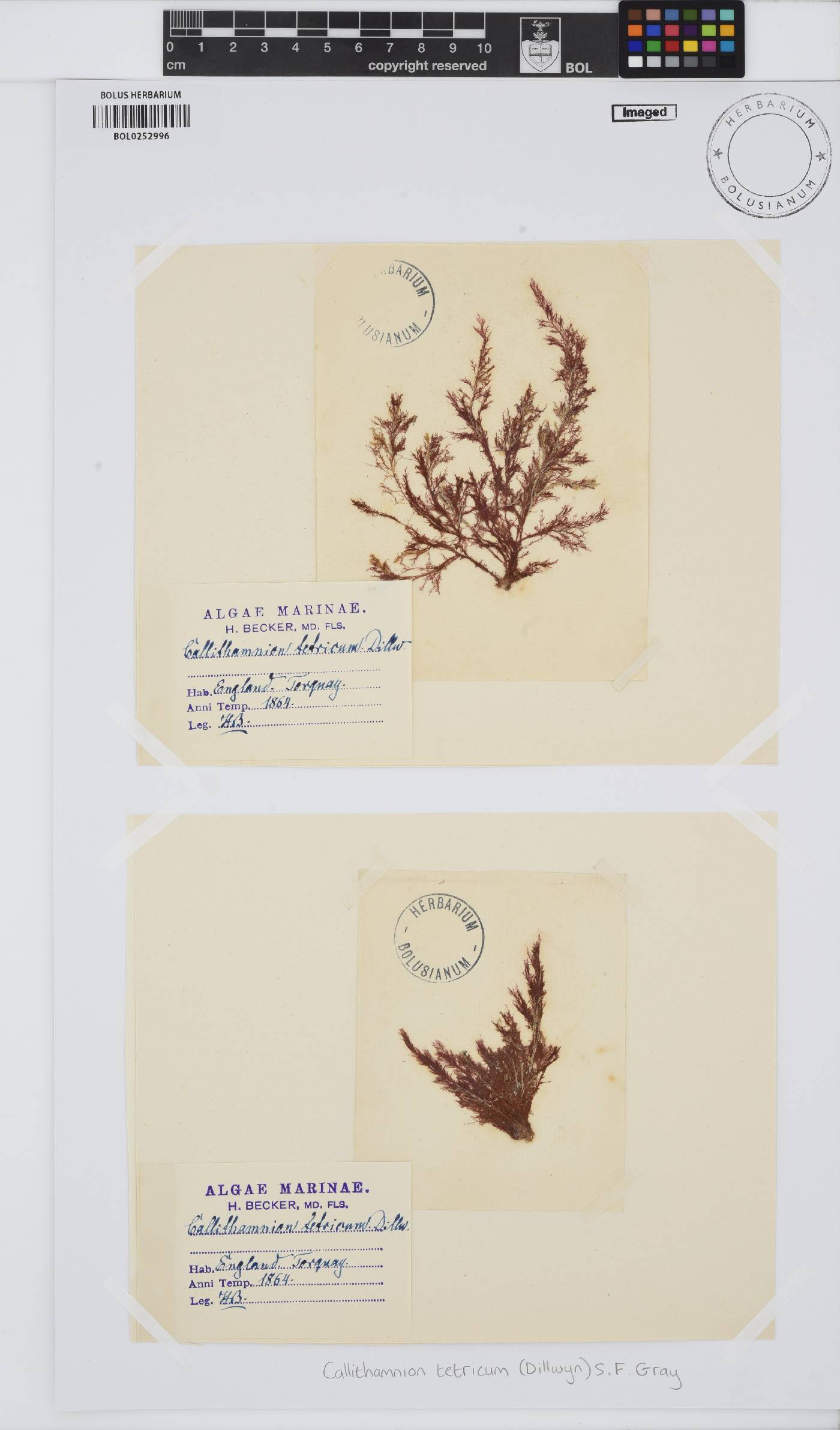 Callithamnion tetricum image