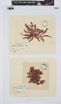 Callithamnion tetricum image