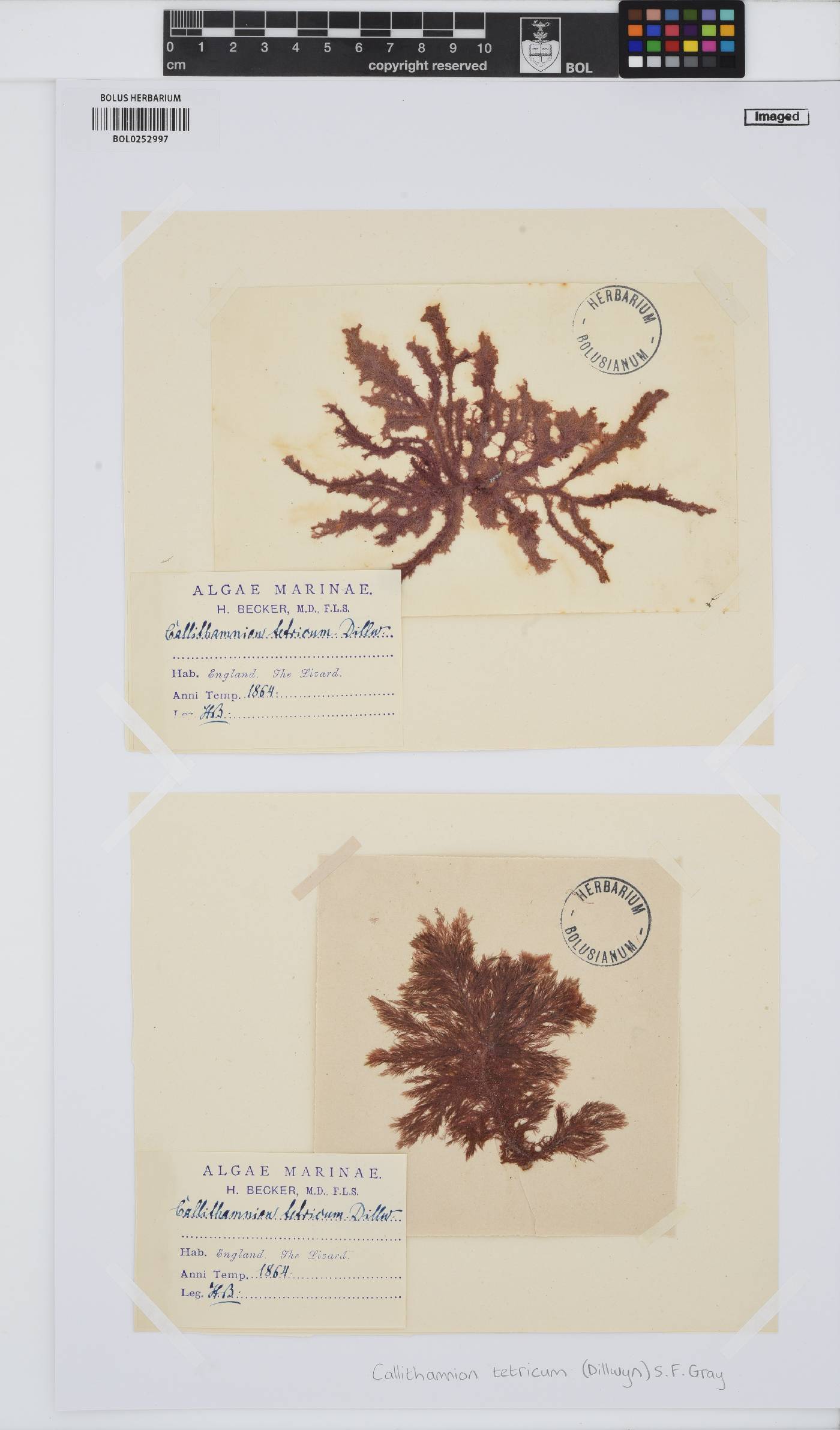 Callithamnion tetricum image