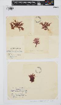 Callithamnion tetricum image