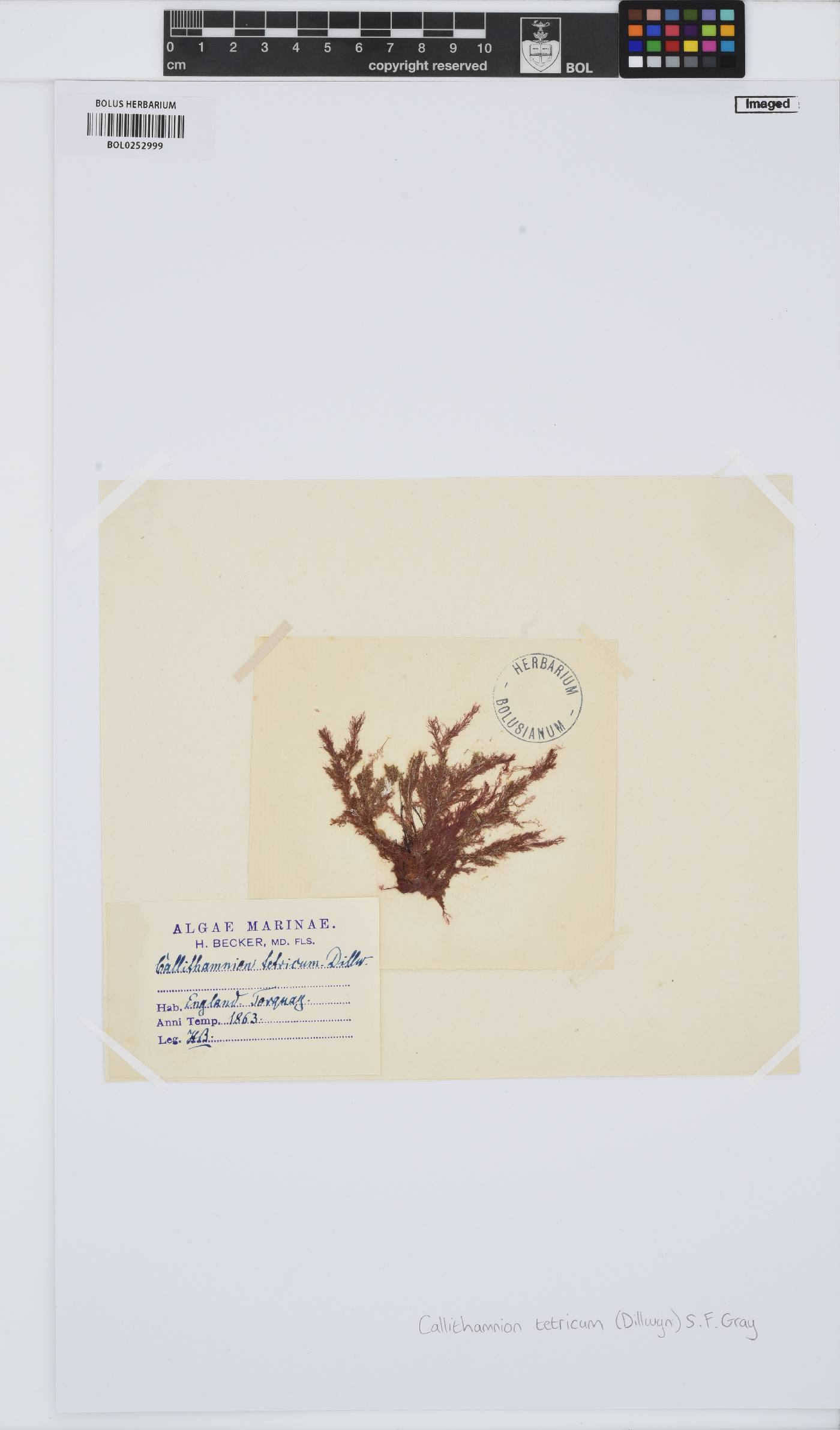 Callithamniaceae image