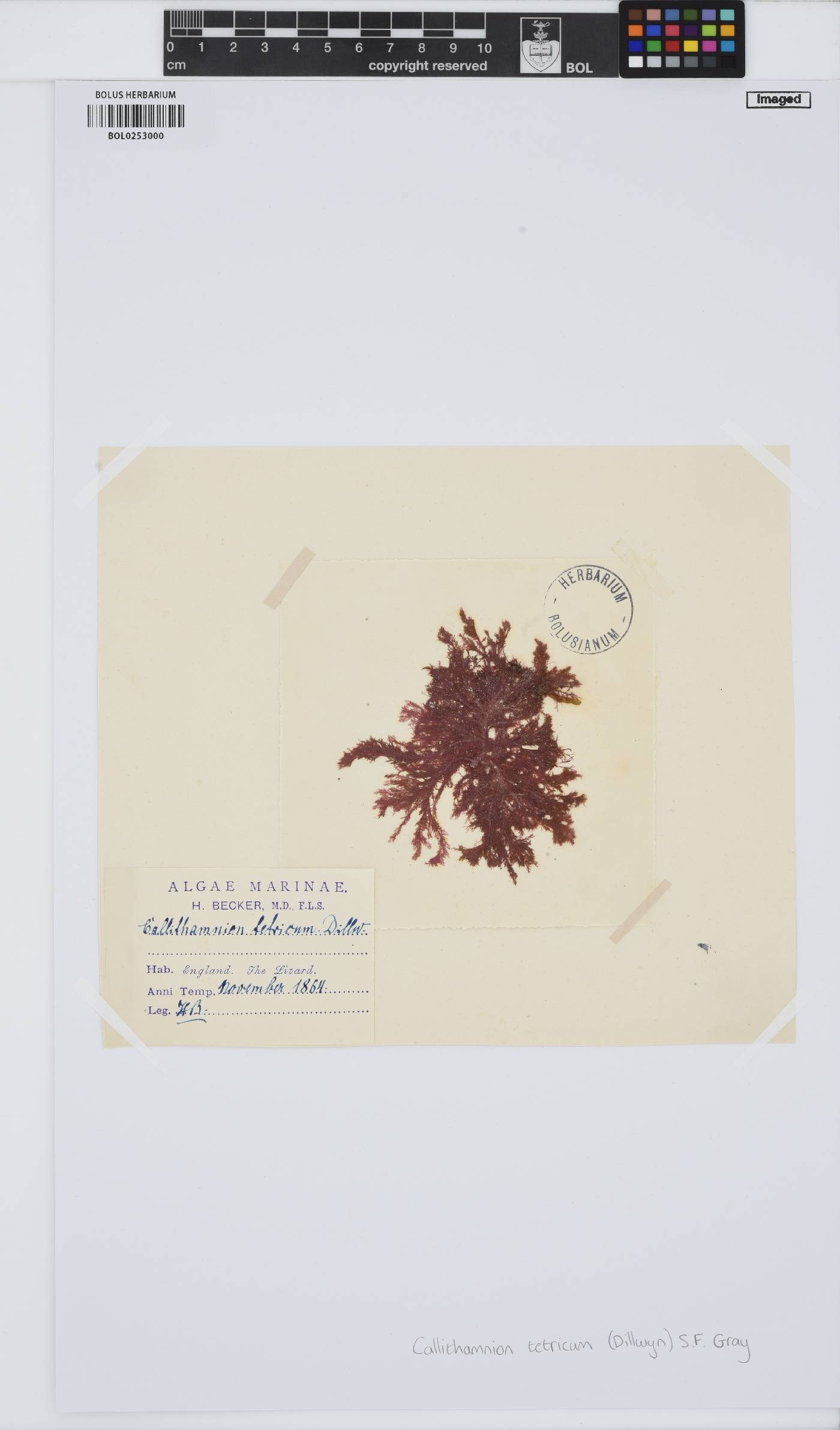 Callithamnion tetricum image