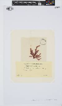 Callithamnion tetricum image