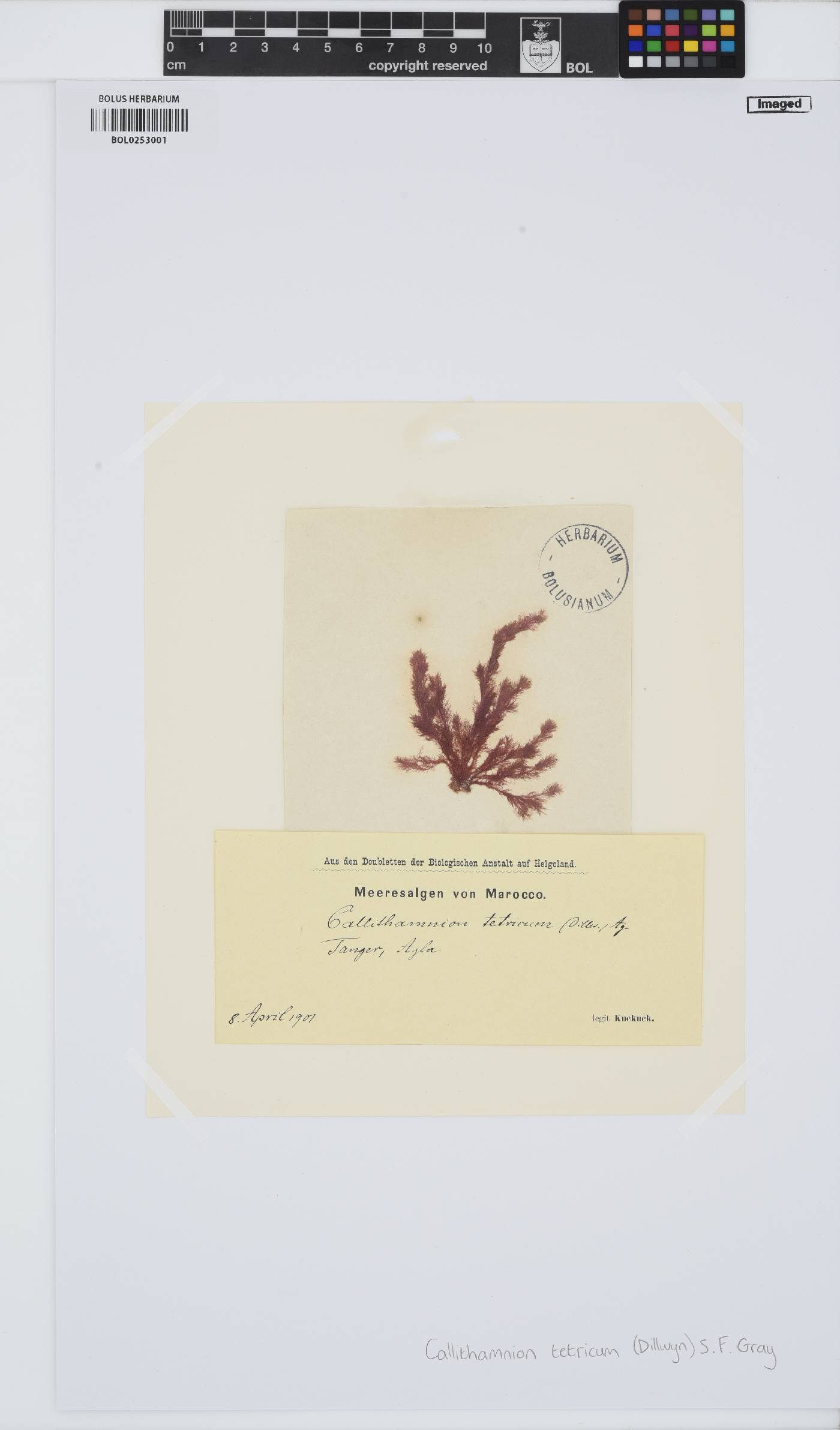 Callithamnion tetricum image