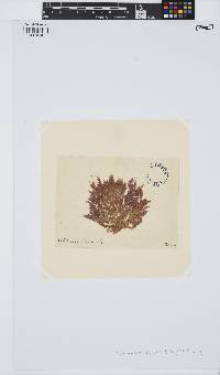 Callithamnion tetricum image