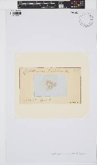 Pleonosporium borreri image