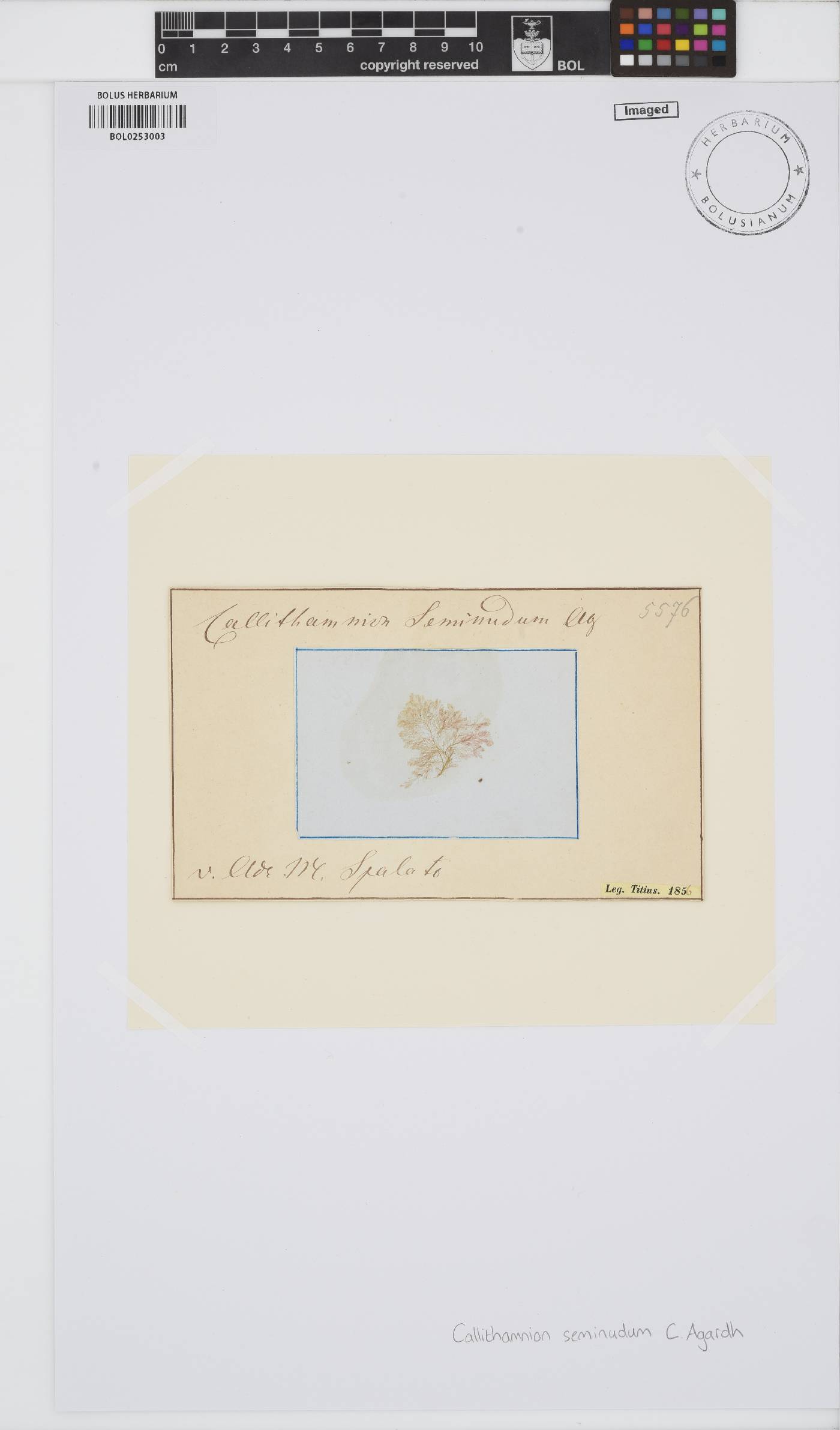 Pleonosporium borreri image